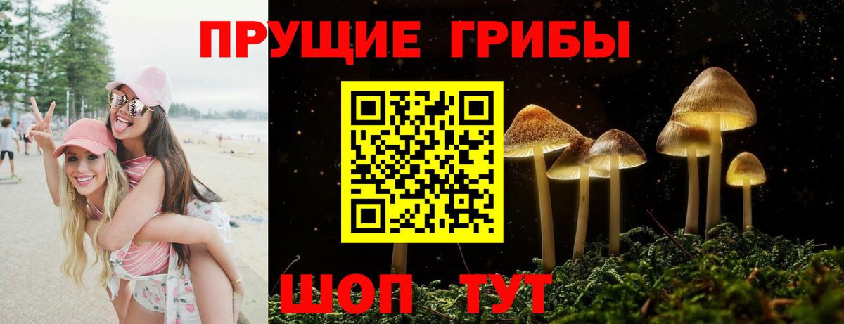 Медногорск  Псилоцибиновые грибы Psilocybine cubensis  Вход с VPN 